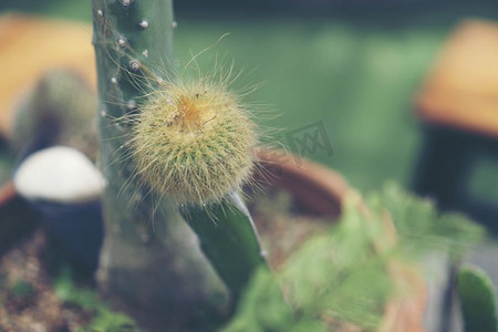 收集各种仙人掌和肉质植物在不同的盆栽。盆栽仙人掌室内植物