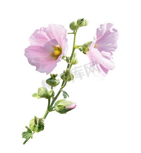 青花瓷歌曲摄影照片_白色背景上孤立的粉红色冬青花朵。粉红色的冬青花