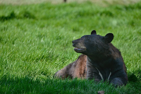 美国黑熊美洲在森林清除景观。美国黑熊Ursus Americanus在郁郁葱葱的森林景观设置