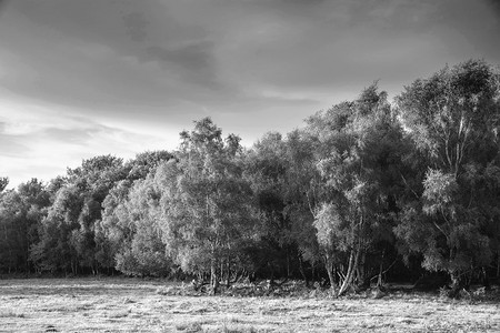 美丽的夏天日落风景图象Ashdown森林在英国农村黑白图象