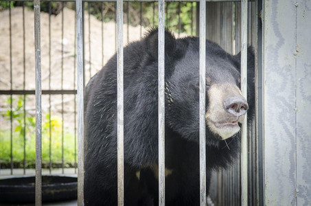 亚洲黑熊（Ursus thibetanus）是在笼子里的抽象使用