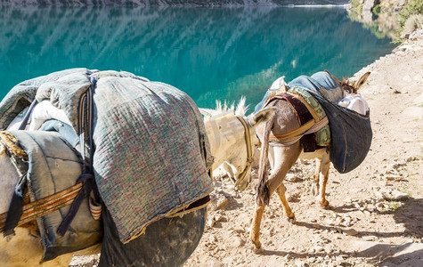 马基斯摄影照片_在塔吉克斯坦范恩山独自一人的驴