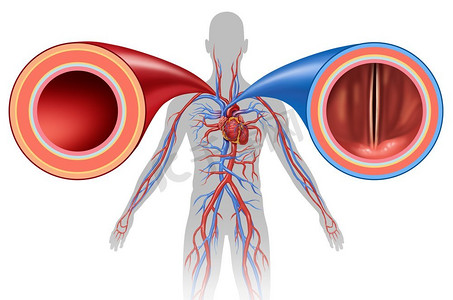 动脉和静脉结构作为一个人体循环的概念，血管在3D插图风格中关闭。