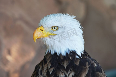 老鹰的摄影照片_白色头部和黄色喙的棕色猛禽肖像。捕食性鸟类