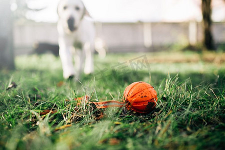 看门狗发现了一个球，在户外训练。嗅探器寻找一个玩具在操场上