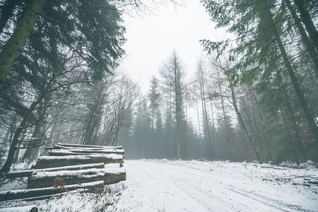 木头堆在一个薄雾的森林与雪在地面上的冬天