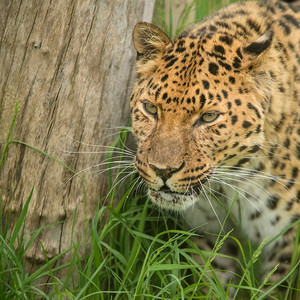 令人惊叹的近摄肖像美洲虎黑豹onca在丰富多彩的充满活力的风景