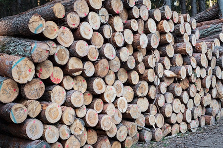 一堆木头。一个巨大的木材堆的视图。