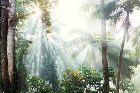 蕨类树叶摄影照片_美丽的绿色热带丛林为自然背景