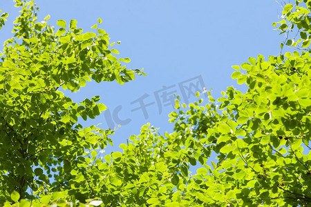 阳光明媚，绿树成荫，蓝天晴朗。自然背景..绿树叶，晴朗蓝天