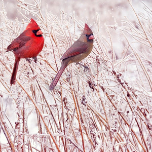 北方的男女红雀在冬天。男性和女性北红雀