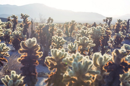 Saguaro仙人掌在日落