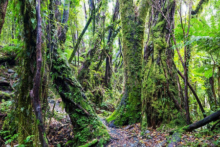 新西兰热带丛林。绿色自然背景