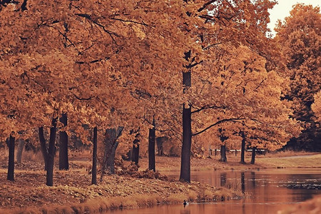 秋天的风景/秋天公园的黄色树木，明亮的橙色森林