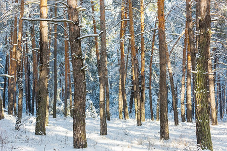 冬季的风景白雪覆盖的森林。圣诞背景不错