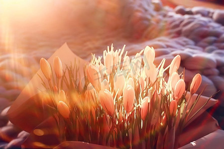 眩光黄色摄影照片_花束番红花/太阳光线和眩光在一束野生黄色田野花，春天背景，晴朗的早晨天气