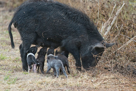 猪饲料摄影照片_在佛罗里达州的湿地里，野猪和可爱的小猪。野猪与可爱的小猪