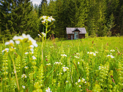 木屋在盛开的草地上被针叶树环绕。喀尔巴阡山脉的风景如画的春天背景。