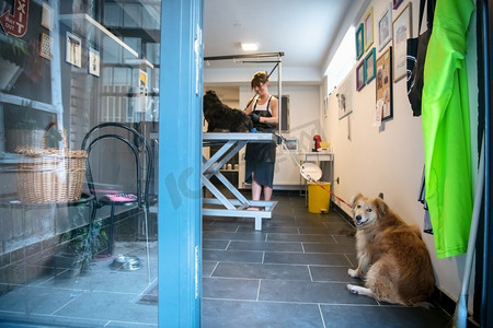 专业宠物理发师纹身潮人在动物美容院为可爱的黑狗剪毛