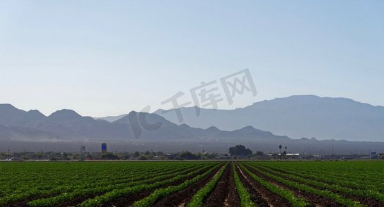 卡通波拉摄影照片_亚利桑那州皮马县马拉纳附近的农田，背景中可见圣卡塔利娜山脉