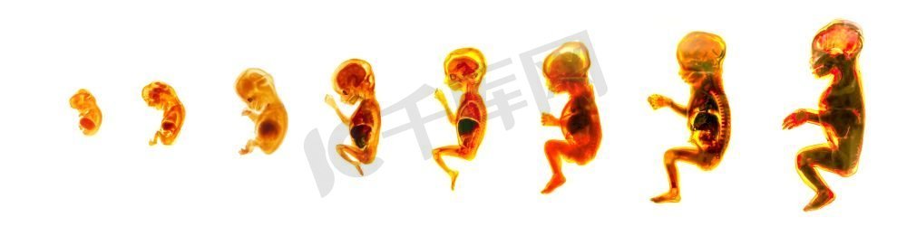 人类胚胎的成熟，生殖的循环。胚胎发育信息海报，胚胎发育，妊娠期