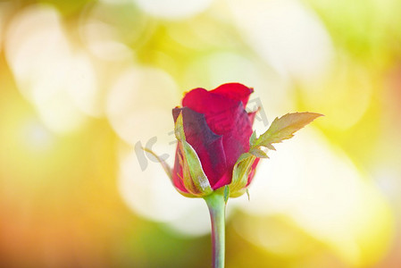 玫瑰花/特写美丽的红玫瑰在自然模糊背景情人节和爱情概念玫瑰玫瑰