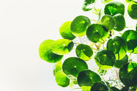 中国金钱植物（传教植物）的绿色圆圆叶子在轻背景。热带潮流植物