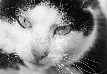 黑白成年家猫肖像猫布偶猫