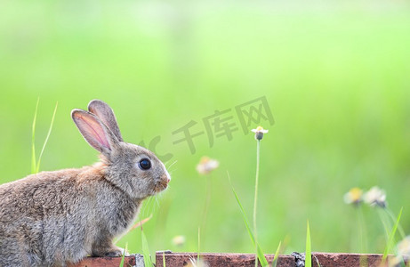 可爱的兔子坐在砖和绿色领域春天草甸/复活节兔子寻找复活节彩蛋在草和花户外自然背景 