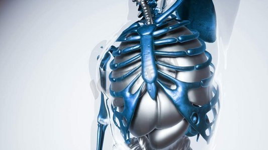 医学人体骨骼器官模型的研究。带器官的人体骨骼模型