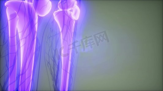 人体骨骼的医学影像透明人体，骨骼可见