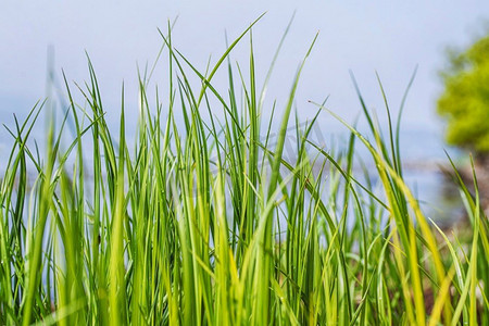 春天高大的绿草吸管色彩鲜艳草丛花卉