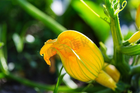 小花园摄影照片_厨房花园。在基森花园中生长的植物