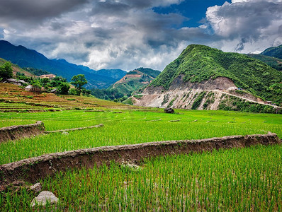 稻田梯田（Rice Paddy）在越南沙巴附近的猫村附近。水稻种植园。越南