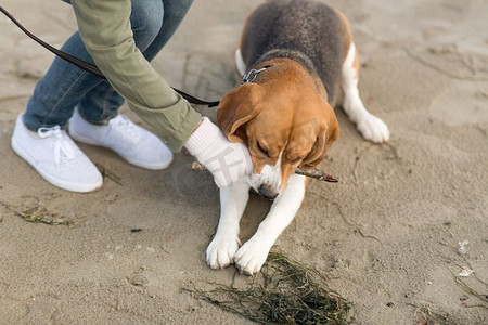 家庭，宠物，动物和人的概念—妇女特写镜头玩与比格犬在海滩上。关闭的妇女玩与比格犬在海滩