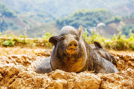 越南猪。绿色田野里的越南猪