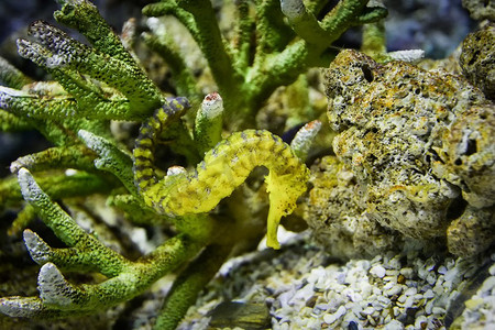 海洋动物黄色摄影照片_刺海马可爱的海洋动物/美丽的黄色海马游泳水下海洋