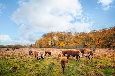 赫里福德牛在一个草地在秋天与五颜六色的金色树在背景