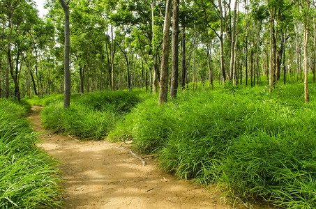 干燥的龙脑果林，泰国自然田野