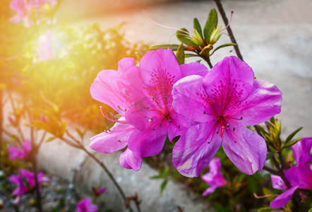 杜鹃花摄影照片_粉红色或紫色杜鹃花开花在自然花园—杜鹃花杜鹃花野生玫瑰在泰国 