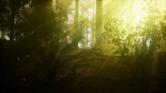 萤火虫在有雾的森林