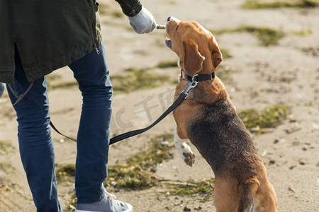 猫狗与人摄影照片_家庭，宠物，动物和人的概念—在海滩上与比格犬玩耍的人特写镜头。近拍的人玩与比格犬在海滩