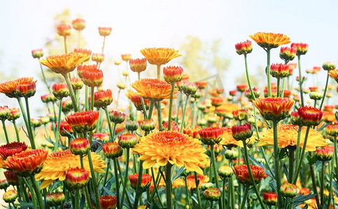 菊花与叶子在绿色的自然夏天背景/黄色花开在外地植物