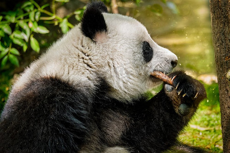 中国旅游的标志和吸引力—大熊猫吃竹子。中国四川成都。中国大熊猫