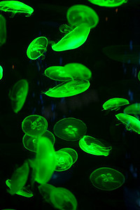 明亮的水母漂浮在黑暗的海水中