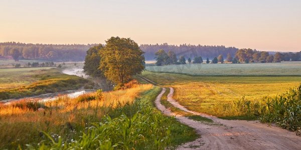 晨雾全景中河岸野草甸上的土路。日出阳光下的乡村夏日风景。白俄罗斯丰富多彩的平静农田牧场