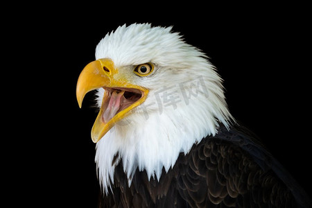 美式开放式厨房摄影照片_一只秃鹰的肖像（Haliaeetus leucocephalus）与一个开放的喙孤立在黑色背景