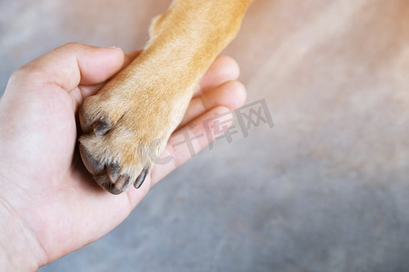 主人抚摸着他的狗，手握着爪子的狗正在一起握手问候。空白的文本。	