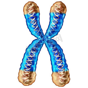  DNA，年龄，长度，基因