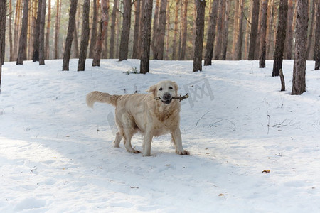 狗在冬季森林